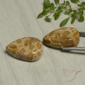 19.54 ct natürliche Mehrfarbig Korallen-Fossil-Edelsteine, Birnenform, Lichtundurchlässig
