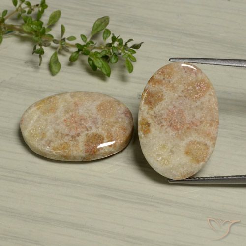 29.97ctw Natürlicher Mehrfarbig Korallen-Fossil, Oval, Lichtundurchlässig