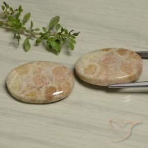 29.97 ct natürliche Mehrfarbig Korallen-Fossil-Edelsteine, Oval, Lichtundurchlässig