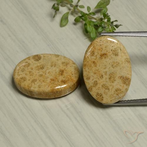 24.44ctw Natürlicher Mehrfarbig Korallen-Fossil, Oval, Lichtundurchlässig