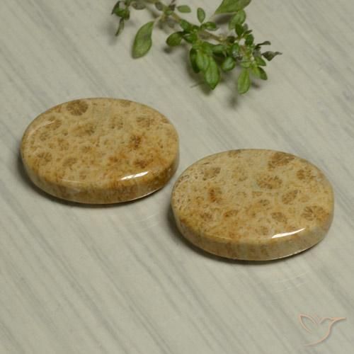 24.44 ct natürliche Mehrfarbig Korallen-Fossil-Edelsteine, Oval, Lichtundurchlässig