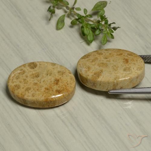 24.44 ct natürliche Mehrfarbig Korallen-Fossil-Edelsteine, Oval, Lichtundurchlässig