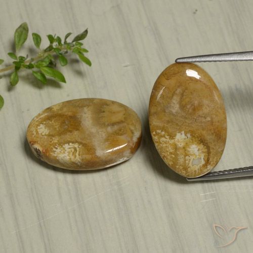 22.07ctw Natürlicher Mehrfarbig Korallen-Fossil, Oval, Lichtundurchlässig