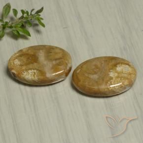 22.07 ct natürliche Mehrfarbig Korallen-Fossil-Edelsteine, Oval, Lichtundurchlässig