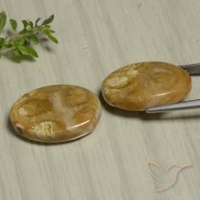 22.07 ct natürliche Mehrfarbig Korallen-Fossil-Edelsteine, Oval, Lichtundurchlässig