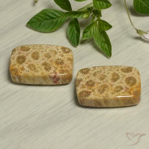 24.13 ct natürliche Mehrfarbig Korallen-Fossil-Edelsteine, Kissen, Lichtundurchlässig