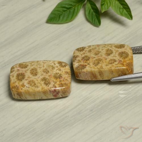 24.13 ct natürliche Mehrfarbig Korallen-Fossil-Edelsteine, Kissen, Lichtundurchlässig