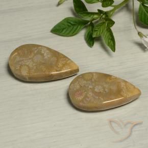 27.09 ct natürliche Mehrfarbig Korallen-Fossil-Edelsteine, Birnenform, Lichtundurchlässig