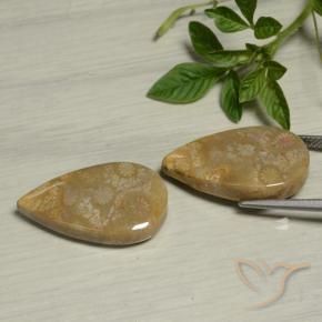 27.09 ct natürliche Mehrfarbig Korallen-Fossil-Edelsteine, Birnenform, Lichtundurchlässig
