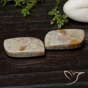 25.07 ct natürliche Mehrfarbig Korallen-Fossil-Edelsteine, Fantasie, Lichtundurchlässig