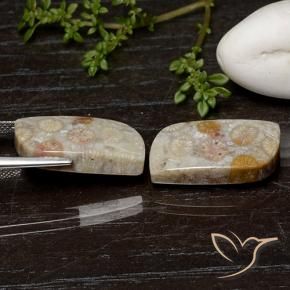 25.07 ct natürliche Mehrfarbig Korallen-Fossil-Edelsteine, Fantasie, Lichtundurchlässig