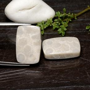 25.59 ct natürliche Mehrfarbig Korallen-Fossil-Edelsteine, Kissenschliff, Lichtundurchlässig