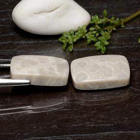 25.59 ct natürliche Mehrfarbig Korallen-Fossil-Edelsteine, Kissenschliff, Lichtundurchlässig