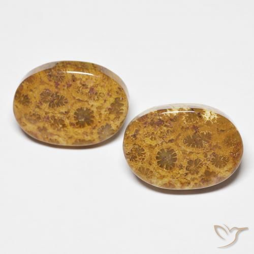 21.12ctw Natürlicher Mehrfarbig Korallen-Fossil, Oval, Lichtundurchlässig