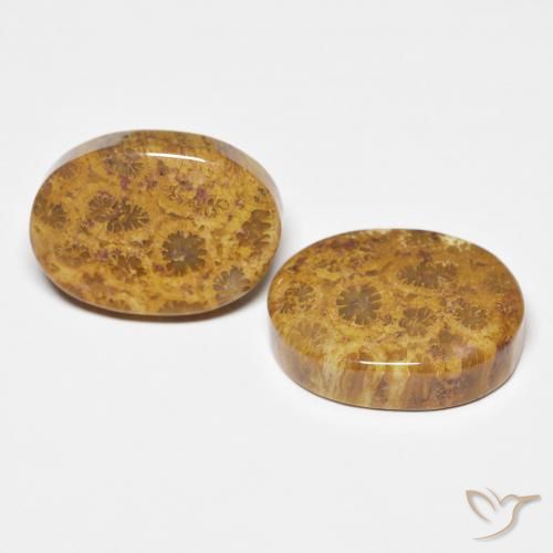 21.12 ct natürliche Mehrfarbig Korallen-Fossil-Edelsteine, Oval, Lichtundurchlässig