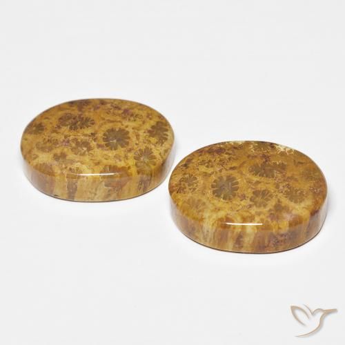 21.12 ct natürliche Mehrfarbig Korallen-Fossil-Edelsteine, Oval, Lichtundurchlässig