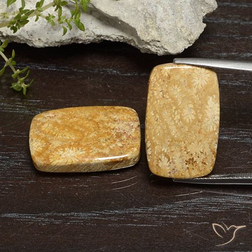 26.68ctw Natürlicher Mehrfarbig Korallen-Fossil, Kissen, Lichtundurchlässig