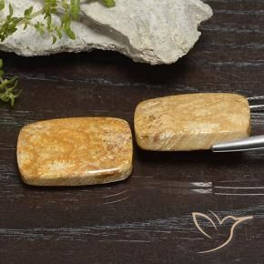 26.68 ct natürliche Mehrfarbig Korallen-Fossil-Edelsteine, Kissen, Lichtundurchlässig