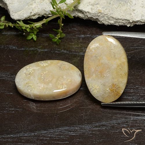 24.96ctw Natürlicher Mehrfarbig Korallen-Fossil, Oval, Lichtundurchlässig