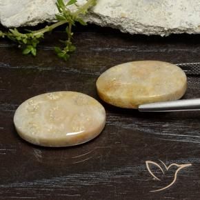 24.96 ct natürliche Mehrfarbig Korallen-Fossil-Edelsteine, Oval, Lichtundurchlässig