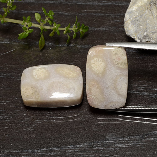 25.01 ct natürliche Mehrfarbig Korallen-Fossil-Edelsteine, Kissenschliff, Lichtundurchlässig