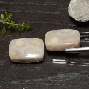 25.01 ct natürliche Mehrfarbig Korallen-Fossil-Edelsteine, Kissenschliff, Lichtundurchlässig