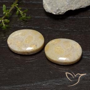 20.54 ct natürliche Mehrfarbig Korallen-Fossil-Edelsteine, Oval, Lichtundurchlässig