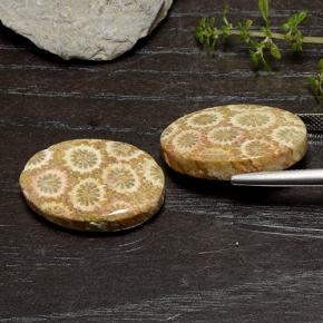 29.50 ct natürliche Mehrfarbig Korallen-Fossil-Edelsteine, Oval Schliff, Lichtundurchlässig