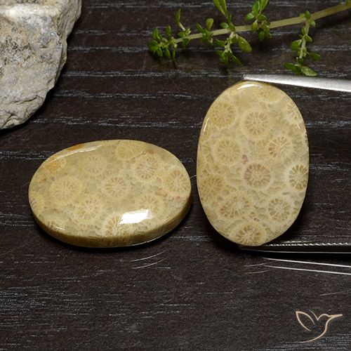 39.00ctw Natürlicher Mehrfarbig Korallen-Fossil, Oval, Lichtundurchlässig