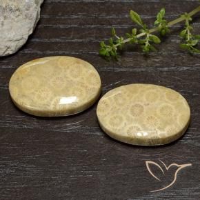 39.00 ct natürliche Mehrfarbig Korallen-Fossil-Edelsteine, Oval, Lichtundurchlässig