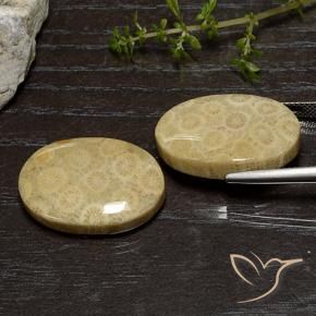 39.00 ct natürliche Mehrfarbig Korallen-Fossil-Edelsteine, Oval, Lichtundurchlässig
