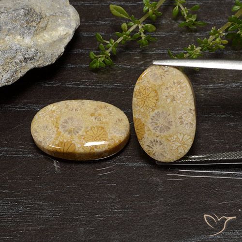 25.75ctw Natürlicher Mehrfarbig Korallen-Fossil, Oval, Lichtundurchlässig