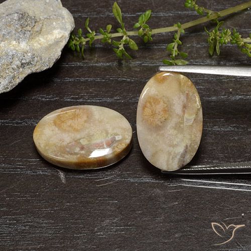 26.83ctw Natürlicher Mehrfarbig Korallen-Fossil, Oval, Lichtundurchlässig