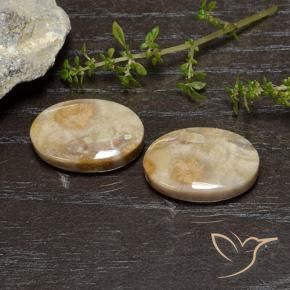 26.83 ct natürliche Mehrfarbig Korallen-Fossil-Edelsteine, Oval, Lichtundurchlässig