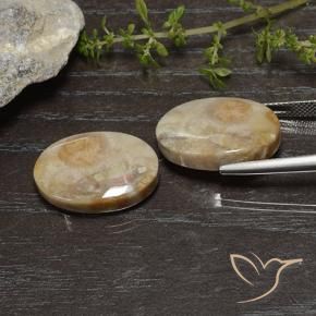 26.83 ct natürliche Mehrfarbig Korallen-Fossil-Edelsteine, Oval, Lichtundurchlässig