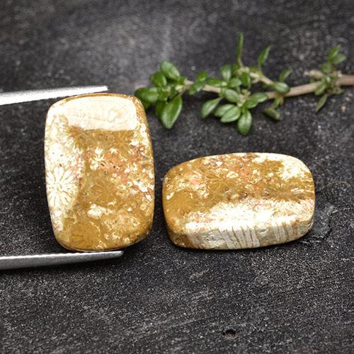 16.41 ct natürliche Mehrfarbig Korallen-Fossil-Edelsteine, Kissenschliff, Lichtundurchlässig