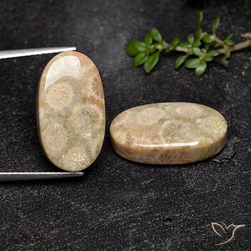 19.57ctw Natürlicher Mehrfarbig Korallen-Fossil, Oval, Lichtundurchlässig