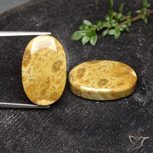 19.91ctw Natürlicher Mehrfarbig Korallen-Fossil, Oval, Lichtundurchlässig