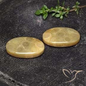 18.93 ct natürliche Mehrfarbig Korallen-Fossil-Edelsteine, Oval, Lichtundurchlässig