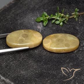 18.93 ct natürliche Mehrfarbig Korallen-Fossil-Edelsteine, Oval, Lichtundurchlässig