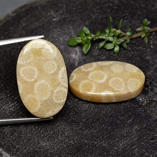 24.38 ct natürliche Mehrfarbig Korallen-Fossil-Edelsteine, Oval Schliff, Lichtundurchlässig