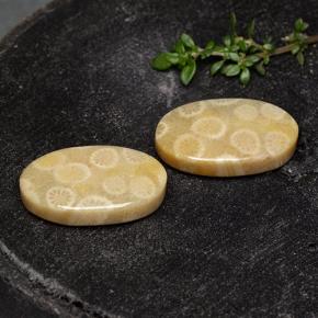 24.38 ct natürliche Mehrfarbig Korallen-Fossil-Edelsteine, Oval Schliff, Lichtundurchlässig