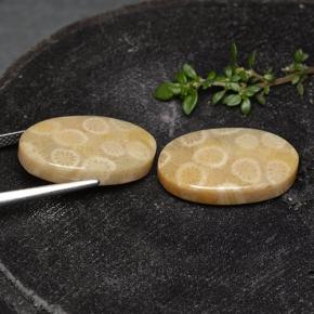 24.38 ct natürliche Mehrfarbig Korallen-Fossil-Edelsteine, Oval Schliff, Lichtundurchlässig