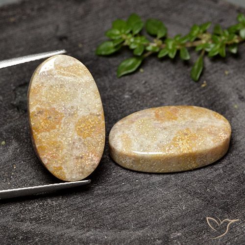 26.31ctw Natürlicher Mehrfarbig Korallen-Fossil, Oval, Lichtundurchlässig