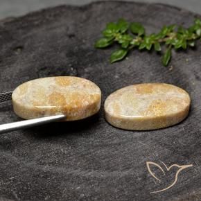 26.31 ct natürliche Mehrfarbig Korallen-Fossil-Edelsteine, Oval, Lichtundurchlässig