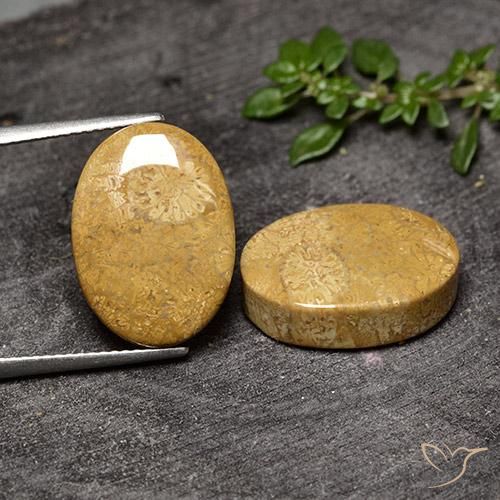 20.50ctw Natürlicher Mehrfarbig Korallen-Fossil, Oval, Lichtundurchlässig