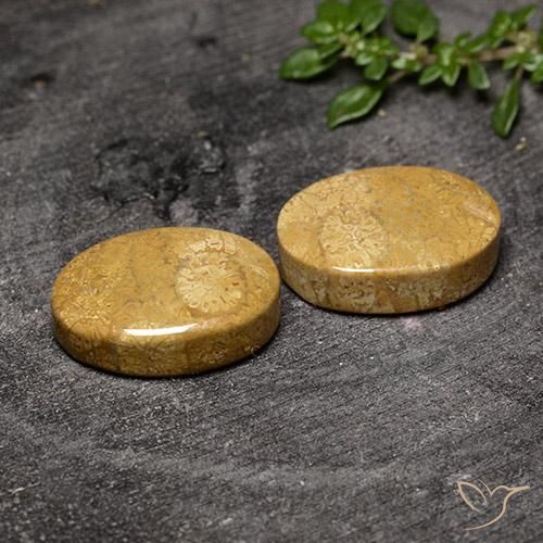 20.50 ct natürliche Mehrfarbig Korallen-Fossil-Edelsteine, Oval, Lichtundurchlässig
