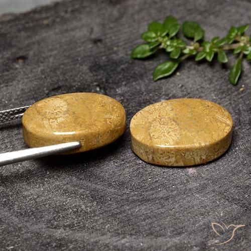 20.50 ct natürliche Mehrfarbig Korallen-Fossil-Edelsteine, Oval, Lichtundurchlässig
