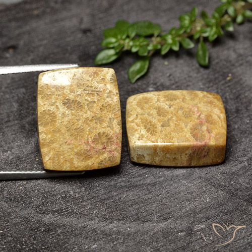 29.63ctw Natürlicher Mehrfarbig Korallen-Fossil, Kissen, Lichtundurchlässig