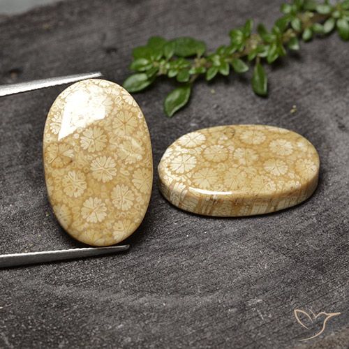 28.20ctw Natürlicher Mehrfarbig Korallen-Fossil, Oval, Lichtundurchlässig